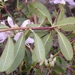 Rhododendron yunnanense Foglia