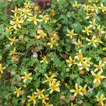 Cineraria saxifraga Habitat