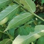 Psydrax palma Leaf