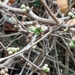 Chaenomeles japonica Leaf