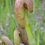 Sarracenia minor पत्ता