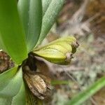 Angraecum borbonicum 果實