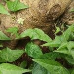 Passiflora capsularis Цвят