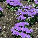 Ageratum houstonianum Flor