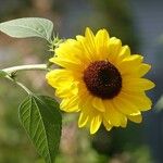 Helianthus giganteus ഇല