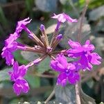 Verbena guaranitica Flower