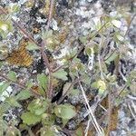 Campanula erinus موطن