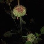 Leonotis nepetifolia Foglia