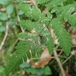 Gymnocarpium dryopteris Levél