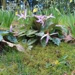 Erythronium dens-canis Habitus