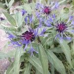 Cyanus lugdunensis Lorea