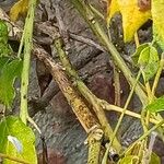 Wisteria frutescens Bark