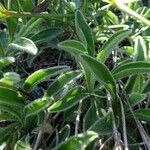 Aster alpinus Leaf