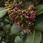 Sideroxylon borbonicum Çiçek