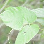 Mucuna pruriens Leaf