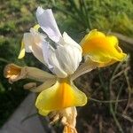 Iris orientalis Žiedas