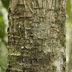 Licania densiflora Bark