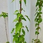 Acer ginnala برگ