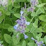 Nepeta grandiflora Blodyn