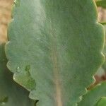 Sedum telephium Leaf