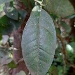 Citrus × aurantiifolia Foglia