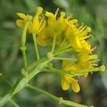 Rorippa sylvestris Flower