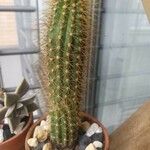 Pilosocereus chrysostele Hábito