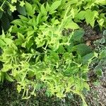 Nicotiana alataFlower