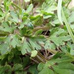 Ranunculus bulbosus Leaf