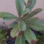 Adenium obesumLehti