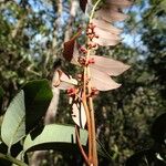 Podonephelium plicatum