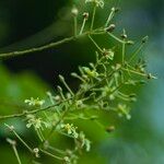 Tacazzea apiculata