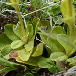 Veronica bellidioides Blad