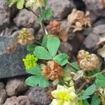 Trifolium campestre Blad