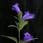 Strobilanthes tomentosa Hábito