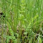 Dryopteris cristata Tervik taim