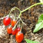 Solanum dulcamara Плід