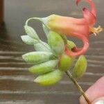 Cotyledon pendens Hoja