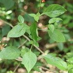 Pseuderanthemum hildebrandtii