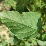 Amaranthus retroflexus पत्ता