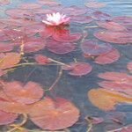 Nymphaea rubra Flower