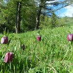 Fritillaria tubaeformis Muu