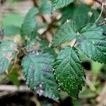 Rubus ursinus ഇല