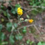 Hieracium murorum ফুল