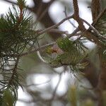 Pinus cembroides Habitus