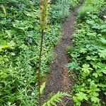 Pedicularis bracteosa Blatt