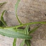 Cirsium altissimum Кора