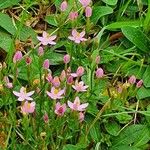 Centaurium littoraleFlower