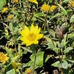 Helianthus decapetalus Цветок