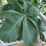 Cecropia peltata Leaf